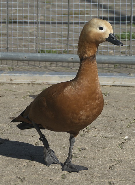 曼聯經常面